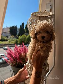 Cuccioli di barboncino toy
