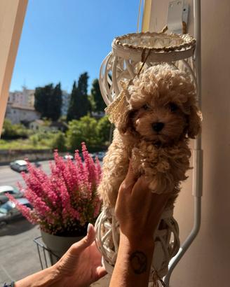 Cuccioli di barboncino toy