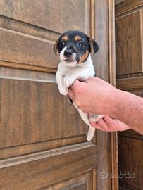 Jack Russel