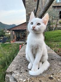 Gattini gratis