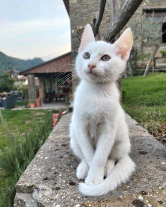 Gattini gratis