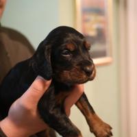 Cuccioli Setter Gordon