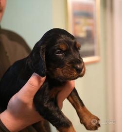 Cuccioli Setter Gordon