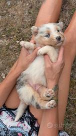 Australian shepperdog 