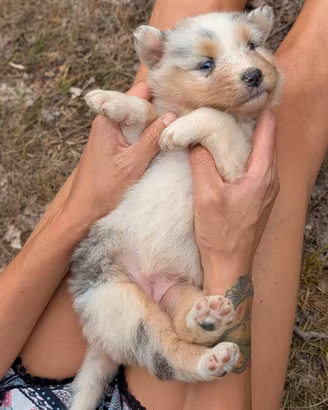 Australian shepperdog 