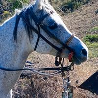 Cavalla Araba con certificato anica