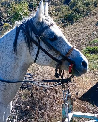 Cavalla Araba con certificato anica