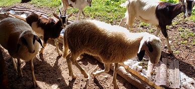 Pecore