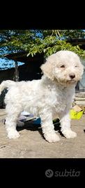 Lagotto da tartufo pedigree