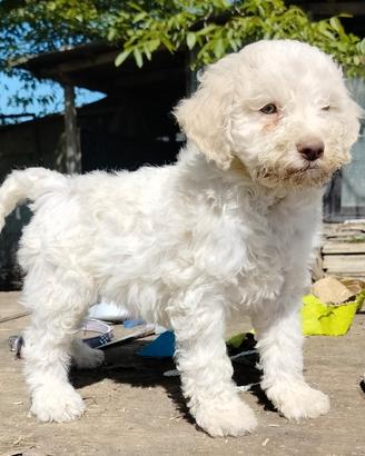 Lagotto da tartufo pedigree