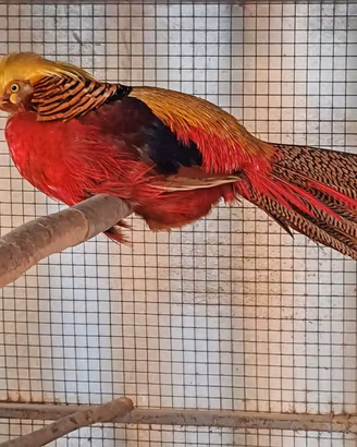 Fagiani ORNAMENTALI (DORATI ROSSI e LADY)