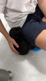 Cucciolo toy