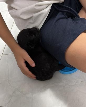Cucciolo toy