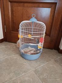 Cocorita maschio con gabbietta