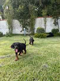 Cuccioli di Dobermann con pedigree ENCI