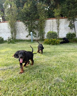 Cuccioli di Dobermann con pedigree ENCI
