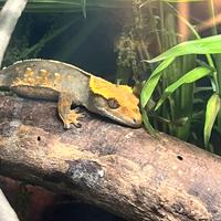 Geco Ciliatus maschio