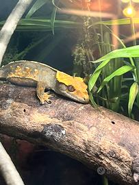 Geco Ciliatus maschio