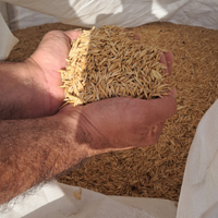 Avena sarda