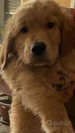 Golden retriver cuccioli