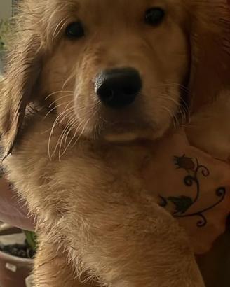 Golden retriver cuccioli