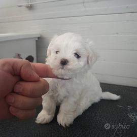 Pedigree Enci . Maltese Maschio