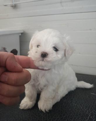 Pedigree Enci . Maltese Maschio