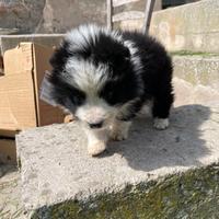 Cuccioli Border collie