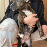 Cuccioli Pitbull - Vaccinati con libretto- Monza