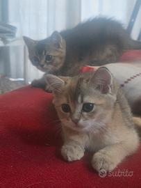 Gattini mini bears