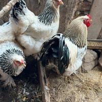 Galline di razza materiale fecondo