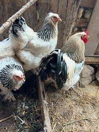 Galline di razza materiale fecondo