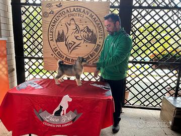 Cuccioli Alaskan Malamute