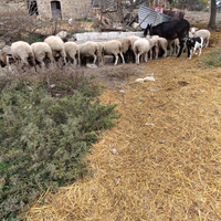 Pecore da vita prezzo dopo viste