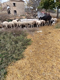 Pecore da vita prezzo dopo viste