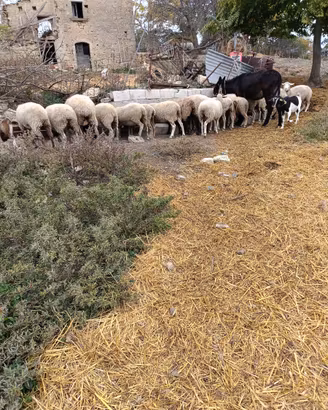 Pecore da vita prezzo dopo viste