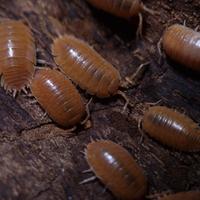 Isopodi Porcellio Laevis Orange, Dalmatian