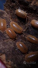 Isopodi Porcellio Laevis Orange, Dalmatian