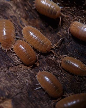 Isopodi Porcellio Laevis Orange, Dalmatian