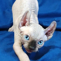 Gatti nudi Elf eredi degli Sphynx