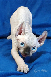 Gatti nudi Elf eredi degli Sphynx