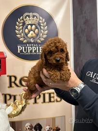 Barboncini toy vari colori pag a rate