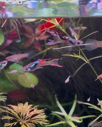 Endler pesci acquario