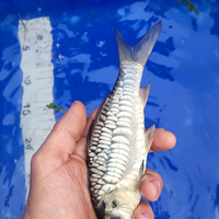 Koi tosai
