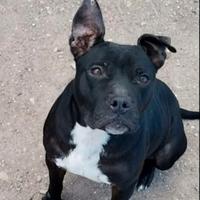 Pitbull maschio e femmina