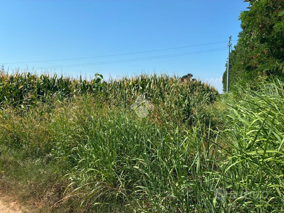 TER. AGRICOLO A ALBAIRATE - Vista 3