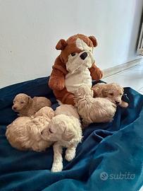 Cuccioli barboncino albicocca