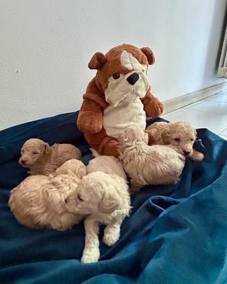 Cuccioli barboncino albicocca