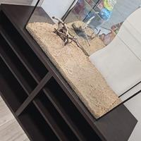 Kallax ikea
