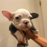 Stupendo cucciolo di Bulldog francese